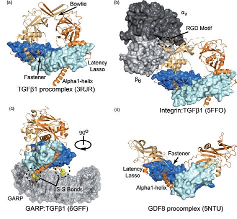 Structural biology of the TGFβ family .